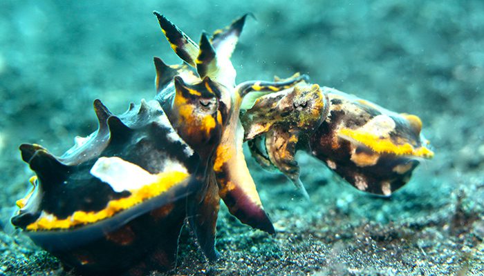 Mating Flambouyants! 15th Time’s a charm…