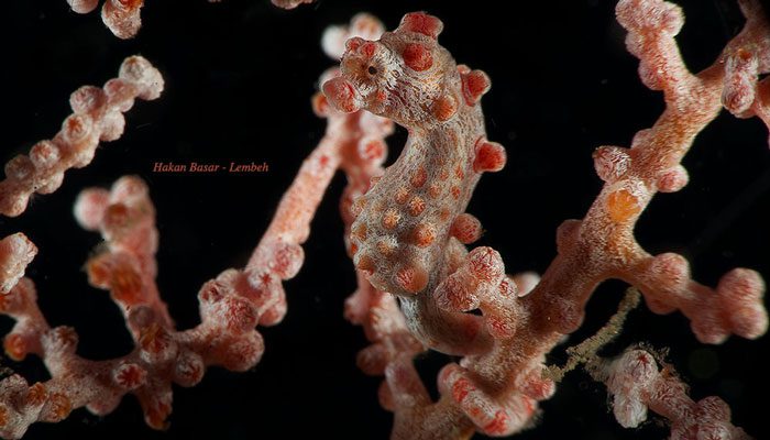 Professional And Expert Dive Guides