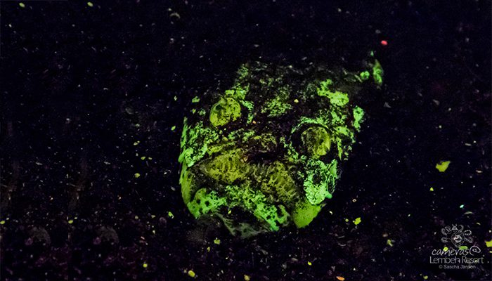Lembeh’s Spookiest Critters