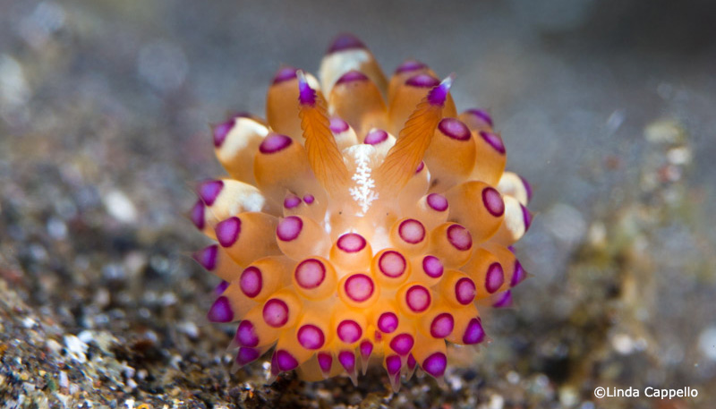 Lembeh Is a Great Place To Get Into Photography