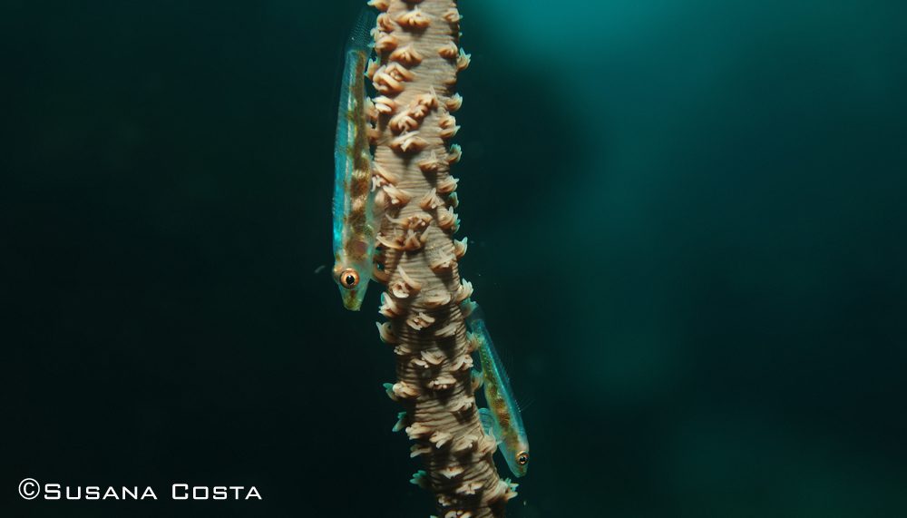Lembeh is Different