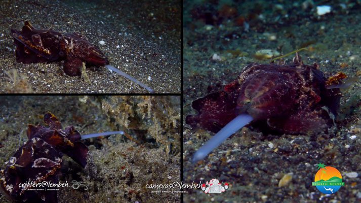Critters of the Lembeh Strait – Highlights from 2013