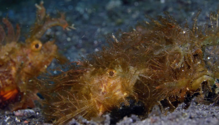 Critters of the Lembeh Strait | Episode 16 – 2015 | Sex, Muck and Rock 'n' Roll – Part 1