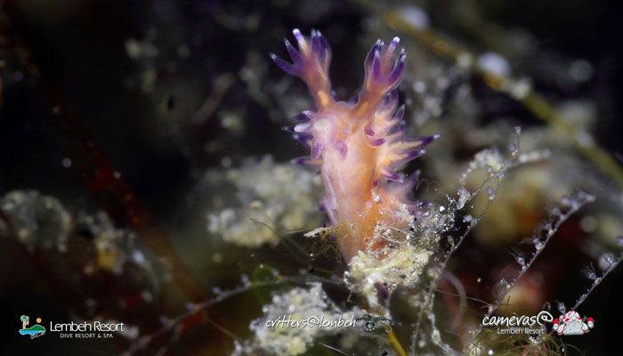 Critters of the Lembeh Strait | Episode 03 – 2015 | March of the Nudis