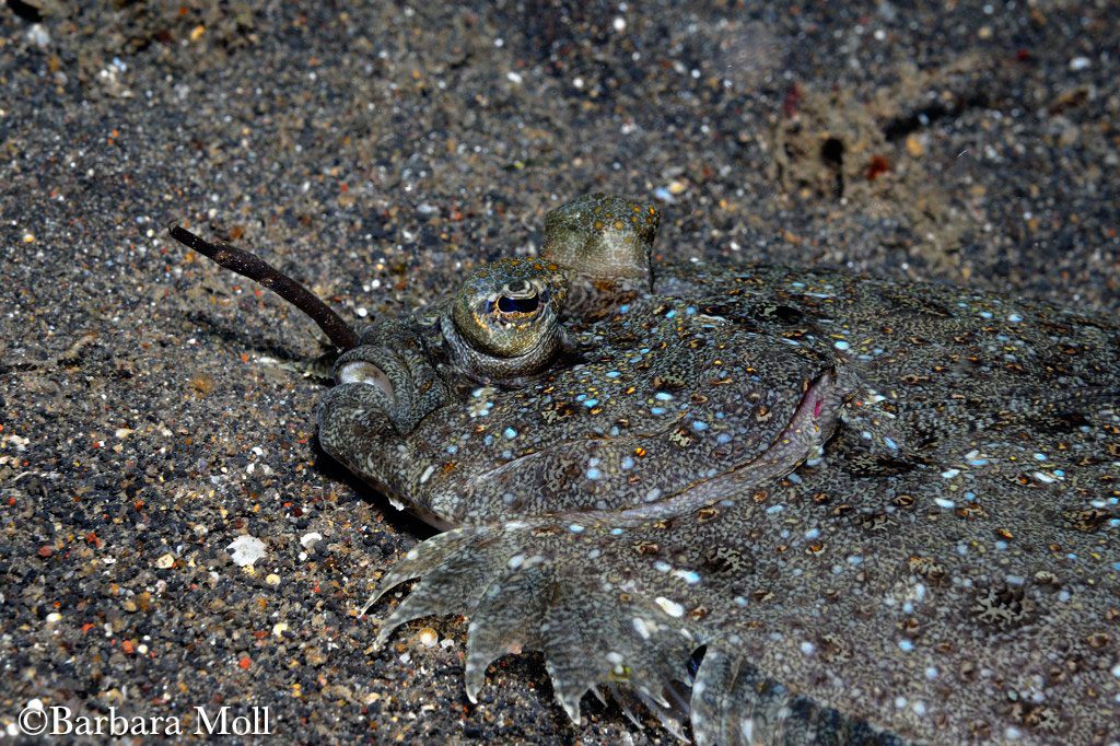 floundereatingBM Lembeh Resort Dive Resort & Spa in Lembeh Strait
