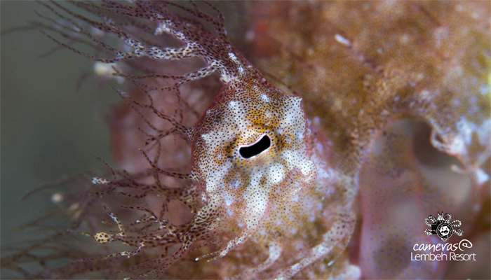Critters of the Lembeh Strait | Episode 13 – 2015 | Eye Spy A Little Eye – Part II