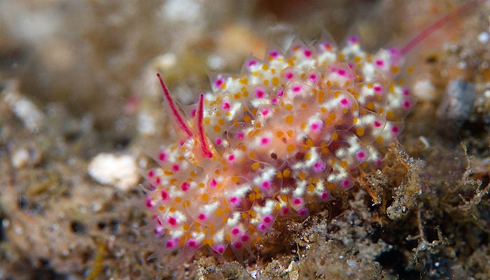 Nudi Spotting…