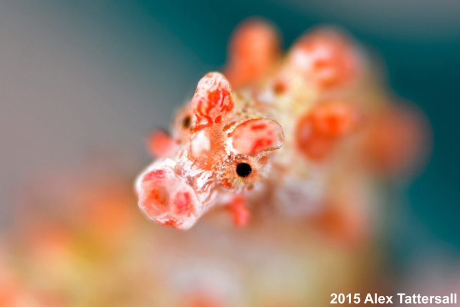 pygmy3