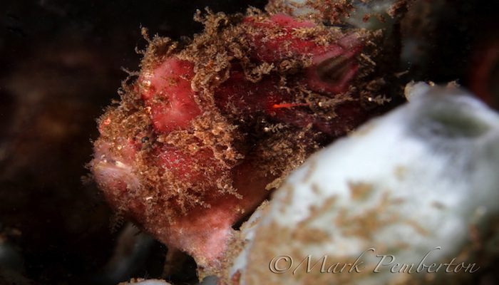 Recap from Day Six of ‘Capturing Critters @ Lembeh’