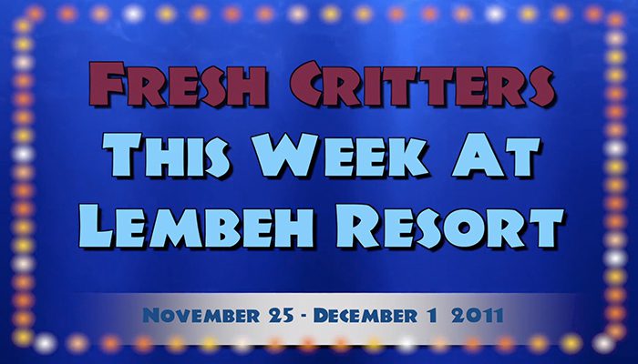 Weekly Web 19 – Hairy Frog Fish and Harlequin Shrimps