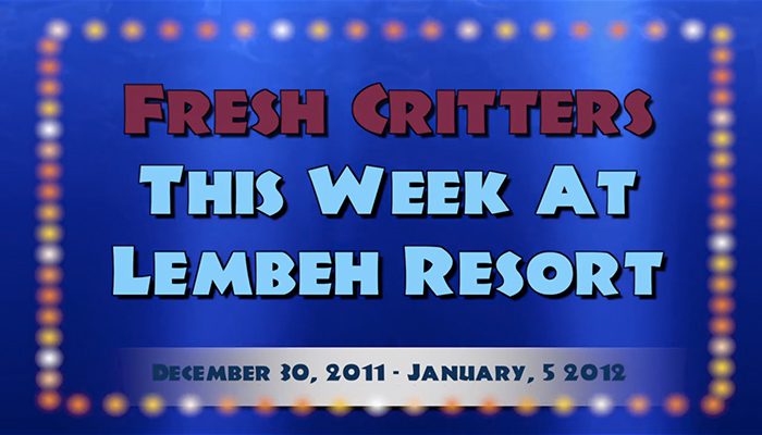 Weekly Web 24 – Happy New Year with Blue Ring Octopus and Flamboyant Cuttlefish