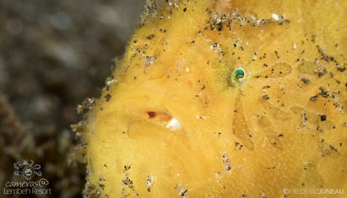 Hairy Frogfish Aren’t Hairy!