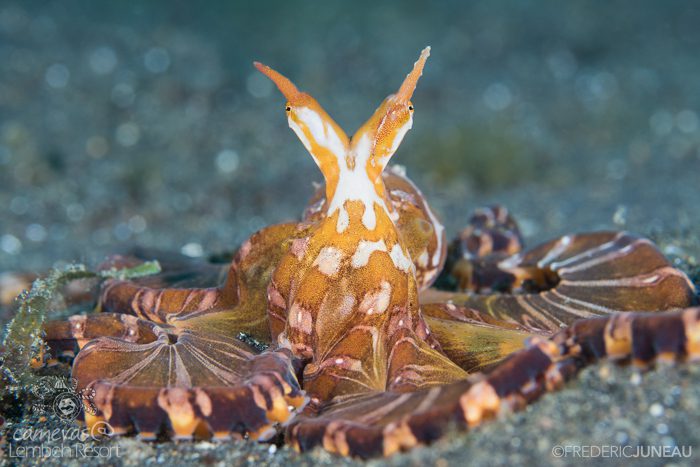 Wonderpus Lembeh Strait