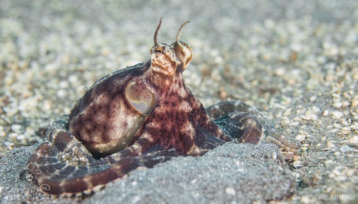 April Fool – with the Mimic Octopus