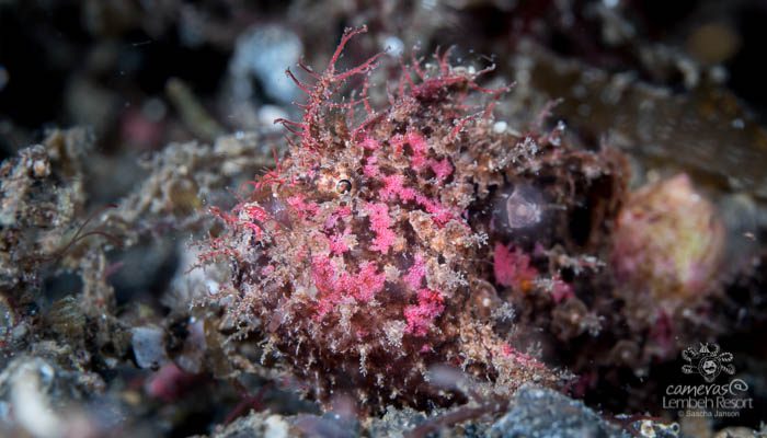 Critters of the Lembeh Strait | Episode 03 – 2016 | Frogfishes