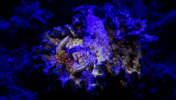 Fluo Diving at Lembeh Resort