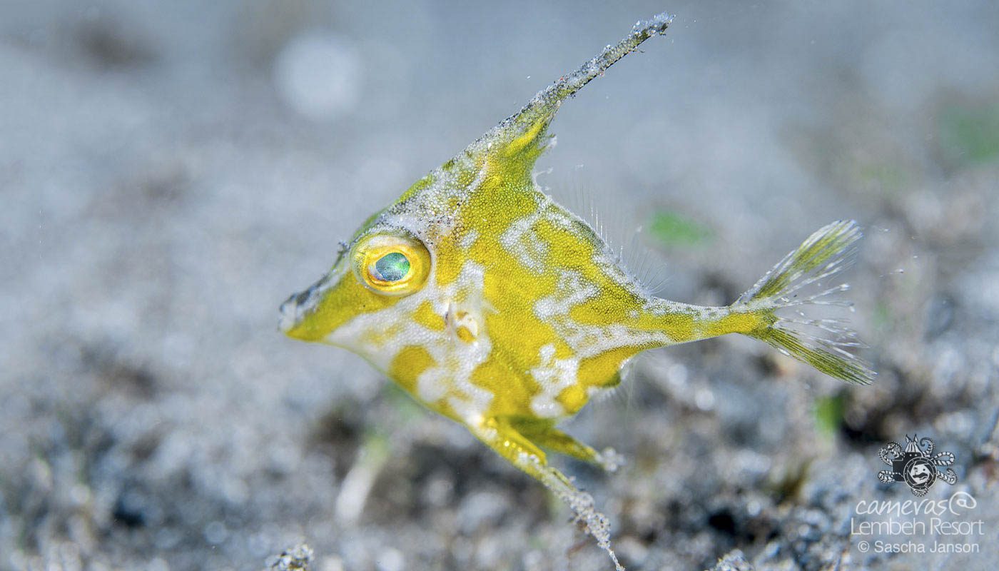 Critters of the Lembeh Strait | October Highlights